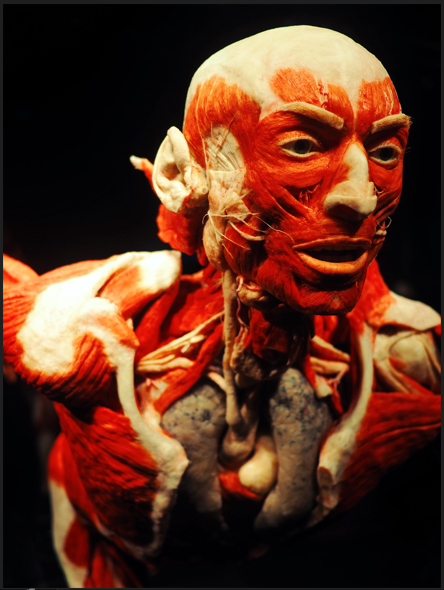 [Алексей Федоров] Функциональная прикладная анатом_0.png